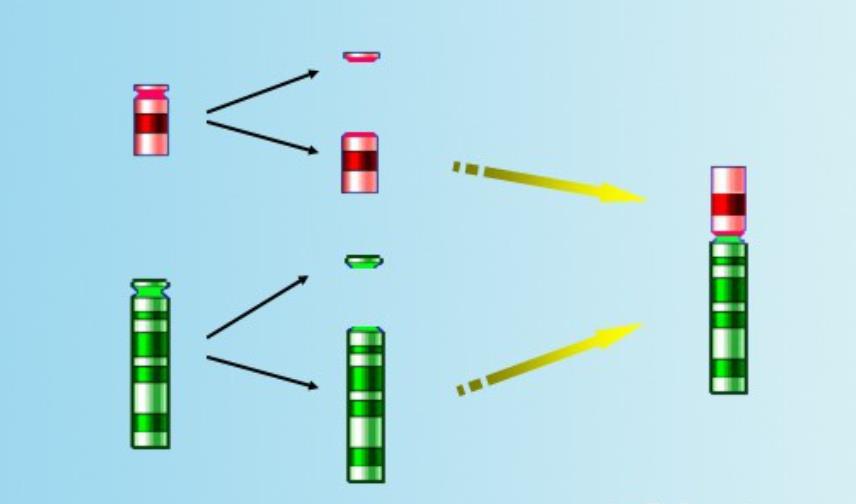 罗氏易位是父母遗传吗?罗氏易位是什么?