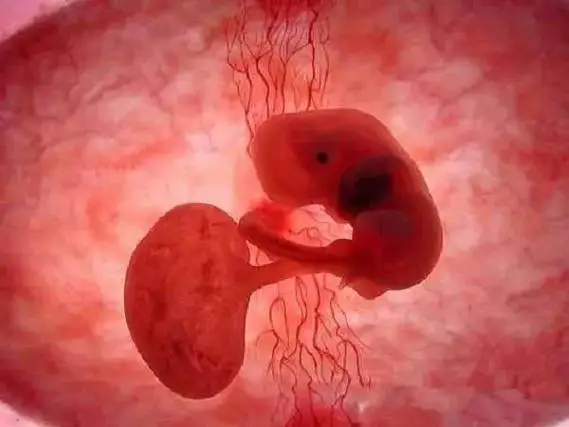 胚胎着床得物过程与时间最主要的变化有这五点