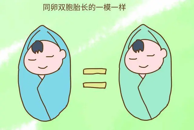仅需一文帮助了解同卵双生与异卵双生的区别