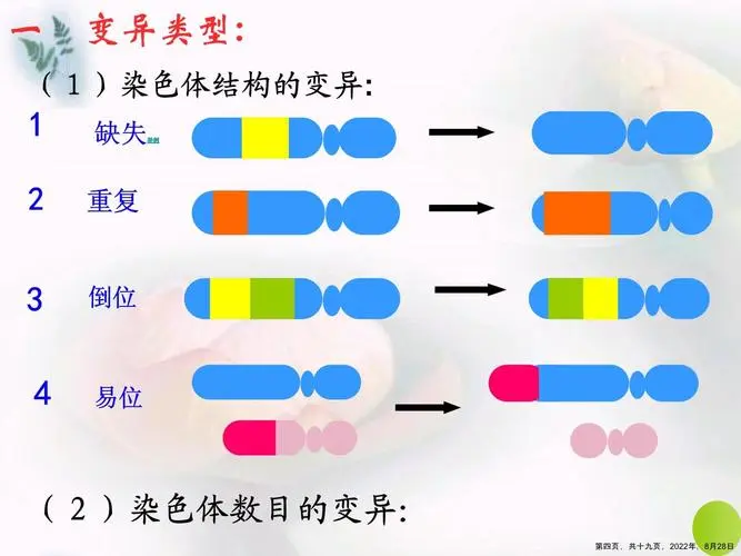 详解染色体变异的五种类型（染色体变异的概念分享）