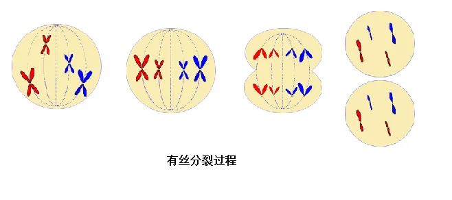 有丝分裂异常