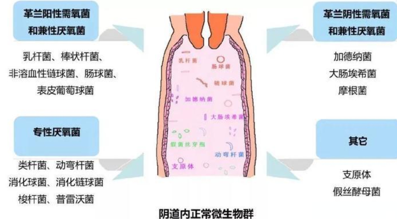 月经跟排卵期出血如何进行辨别?这三大症状表现非常典型