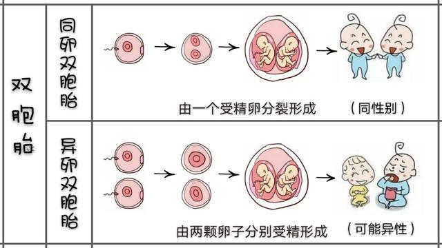 双胞胎是怎么形成的?同卵双胞胎形成原因将通过本文带你弄清原理