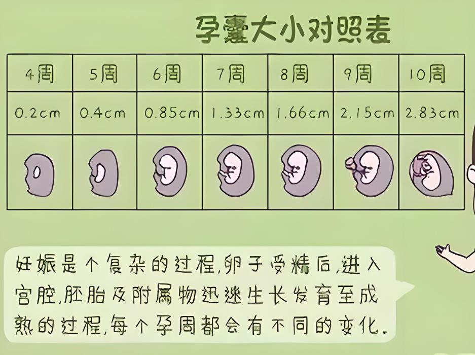 B超孕囊大小解读生男生女