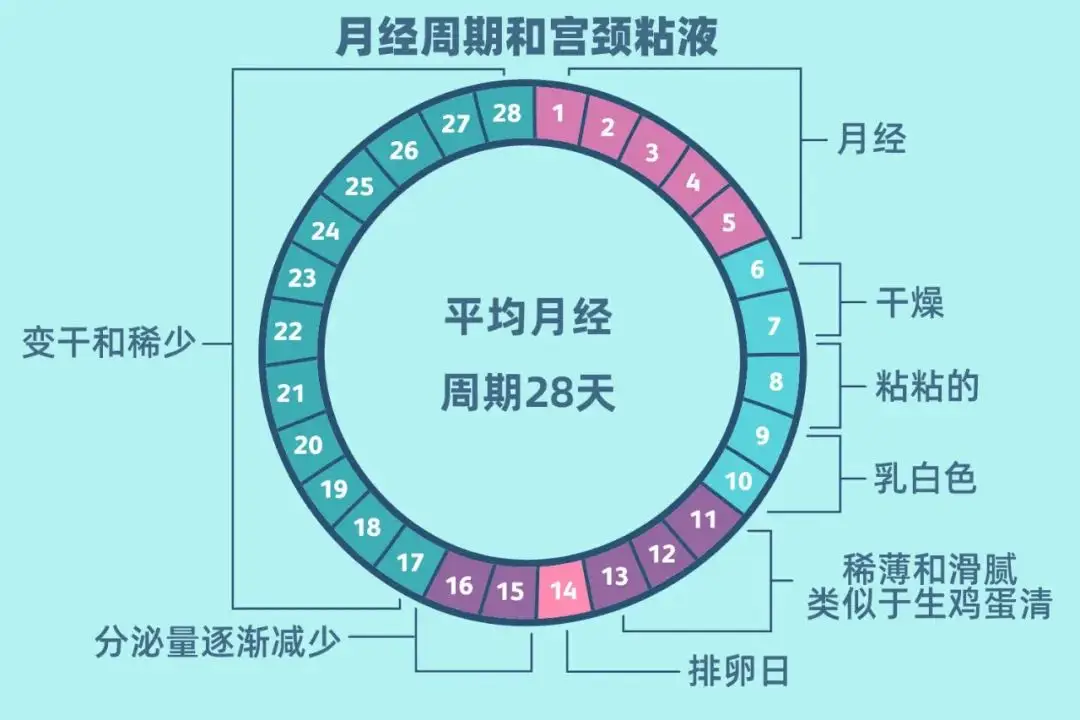 月经周期排卵期对照表参考，手把手教你计算备孕日子