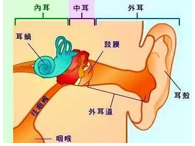 先天性耳聋的临床表现