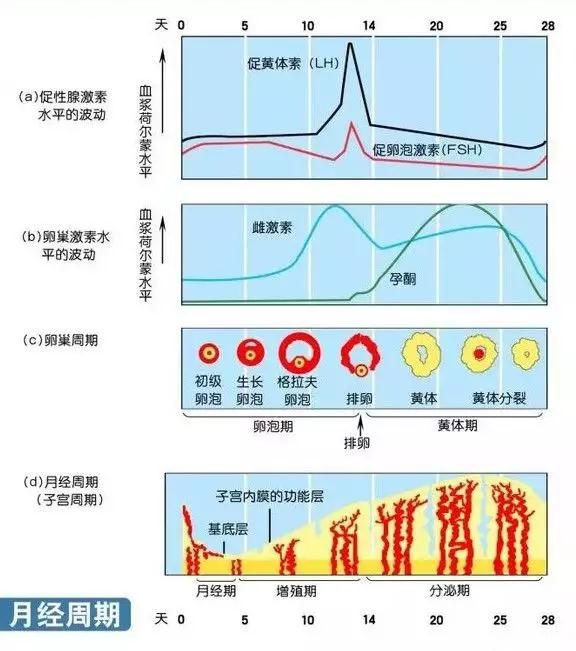 性激素六项的临床意义